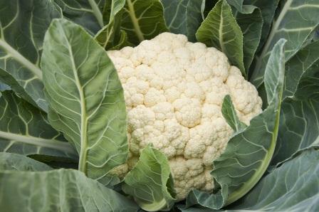 Keep your cauliflower heads white by covering them with old panty hose legs.